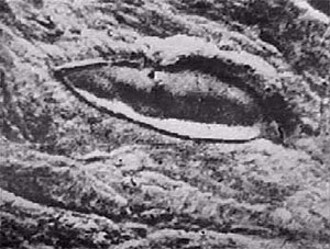 Veľké záhady: Noemova archa na Ararate -dokument