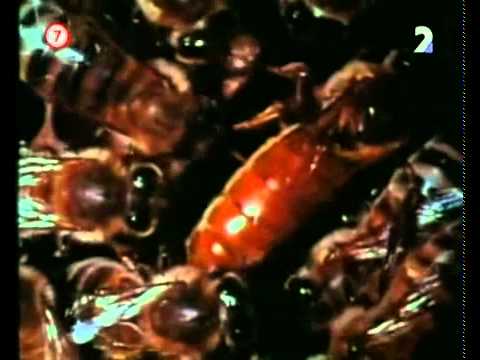 Veľké záhady: Nebezpečný hmyz -dokument