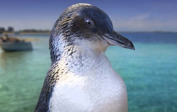 Ráj tučňáků -dokument