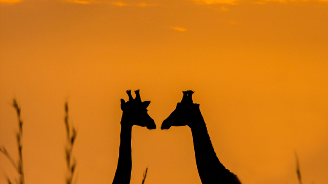 Žirafa: africký obr -dokument
