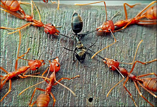 Mravenci útočí -dokument