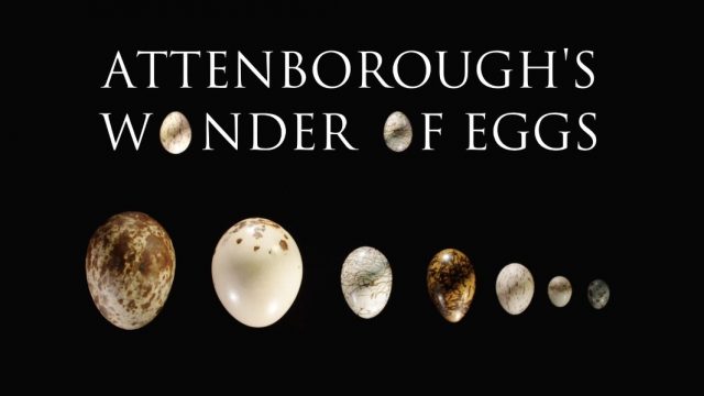 David Attenborough: Zázrak jménem vejce -dokument
