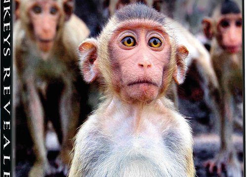 My, chytří primáti / Úžasný svět opic (komplet 1-3) -dokument