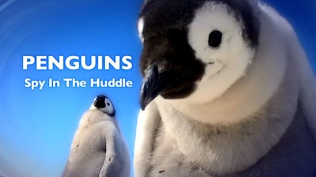 Tučňáci – život z blízka (komplet 1-3) -dokument