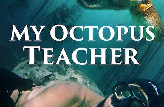 Moje učitelka chobotnice / My Octopus Teacher -dokument </a><img src=http://dokumenty.tv/eng.gif title=ENG> <img src=http://dokumenty.tv/cc.png title=titulky>