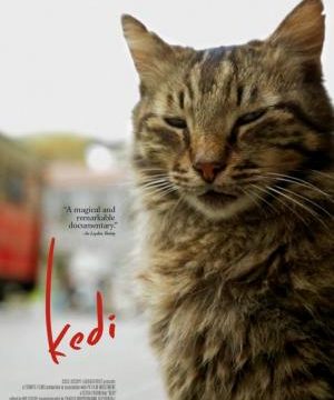 Kedi / Nine Lives: Cats in Istanbul -dokument </a><img src=https://dokumenty.tv/wp-content/uploads/2020/11/tur.gif title=TR> <img src=http://dokumenty.tv/cc.png title=titulky>