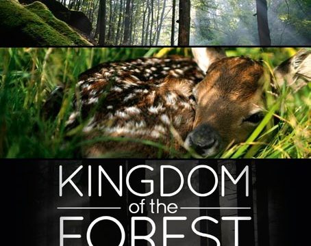 Království lesa / Lesní království -dokument