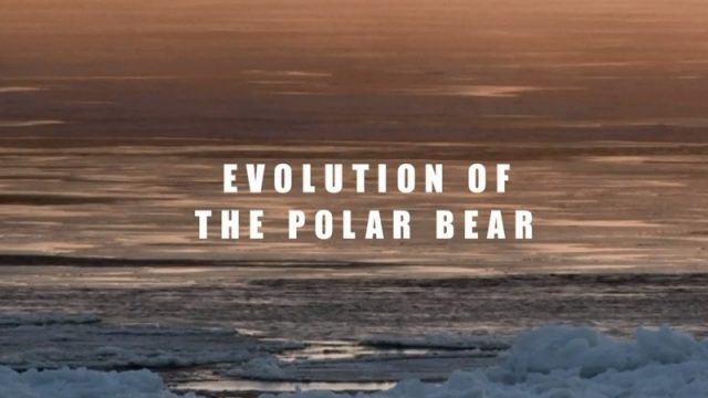 Proměny ledního medvěda / Přežijí lední medvědi? -dokument
