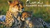 Gepardi – navzdory nepřízni osudu -dokument