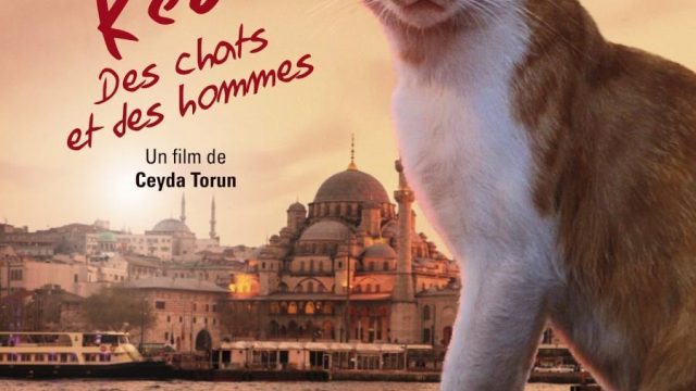Kedi / Nine Lives: Cats in Istanbul -dokument (titulky)