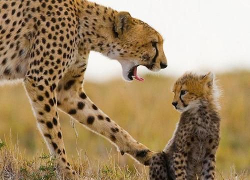 Gepardí matka -dokument