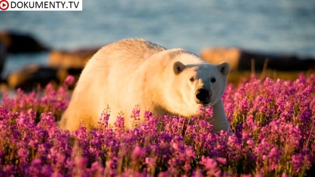 Léto ledních medvědů -dokument