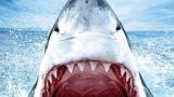 Velký bílý žralok -dokument