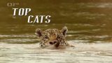 Nejlepší kočka / Nejkrásnější kočkovité šelmy -dokument