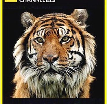 Poslední tygři sumaterští -dokument