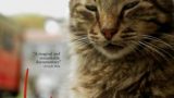 Kedi / Nine Lives: Cats in Istanbul -dokument </a><img src=https://dokumenty.tv/wp-content/uploads/2020/11/tur.gif title=TR> <img src=http://dokumenty.tv/cc.png title=titulky>