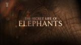 Tajemství slonů (komplet 1-3) -dokument