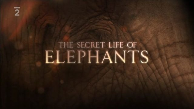 Tajemství slonů (komplet 1-3) -dokument