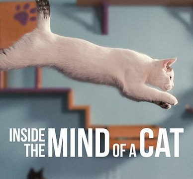 Co se kočce honí hlavou -dokument