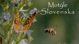 Motýle Slovenska (komplet 1-4) -dokument