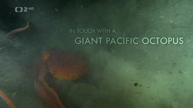 Setkání s obrovskými tichomořskými chobotnicemi -dokument